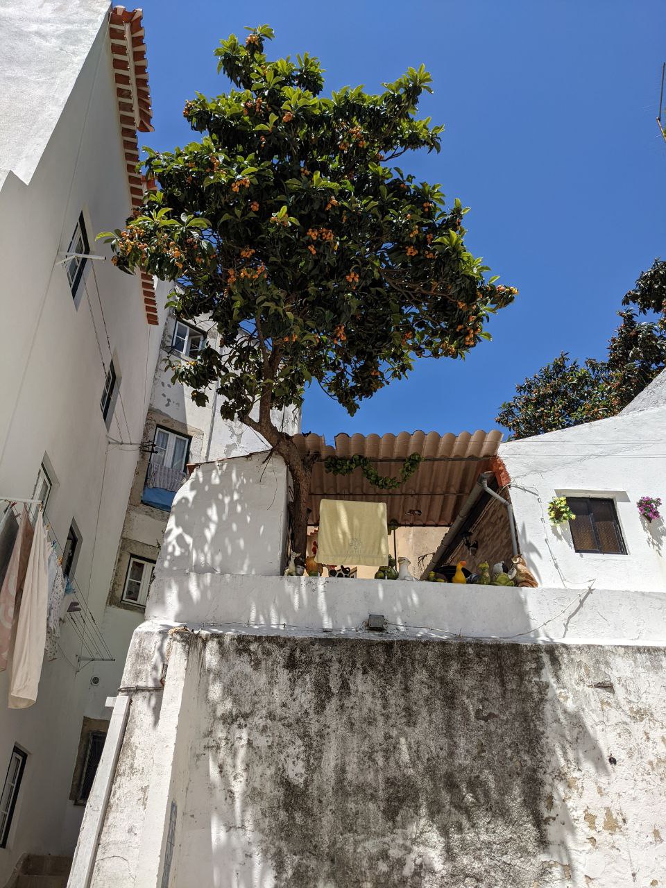 Orange tree in Alfama, Lisbon